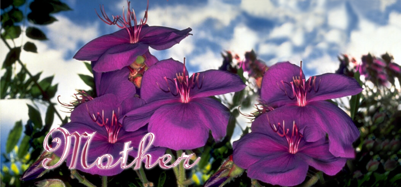 Purple Roadsidea Mother